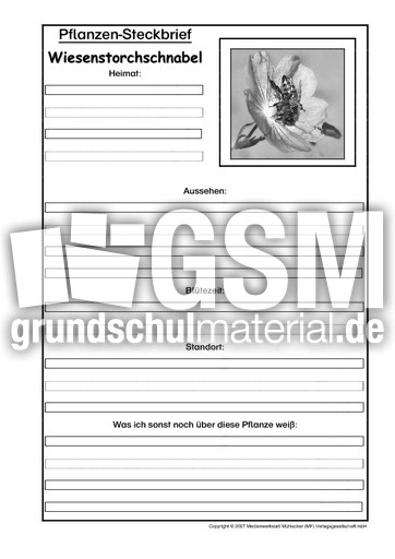 Pflanzensteckbrief-Wiesenstorchschnabel-SW.pdf